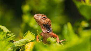 A variety of lizards are also found in the park.